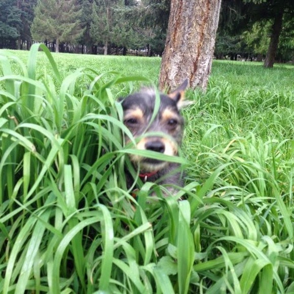 Meet your Posher, Riley - Picture 1 of 1